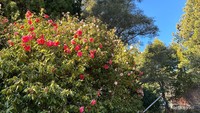 Bunga di Royal Tasmanian Botanical Garden