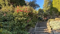 Bunga di Royal Tasmanian Botanical Garden