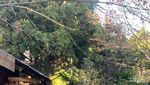 Unik, Kebun Raya Ini Hadirkan Nuansa Jepang di Australia