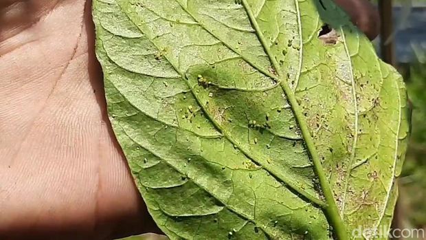 Daun tanaman cabai yang diserang hama patek