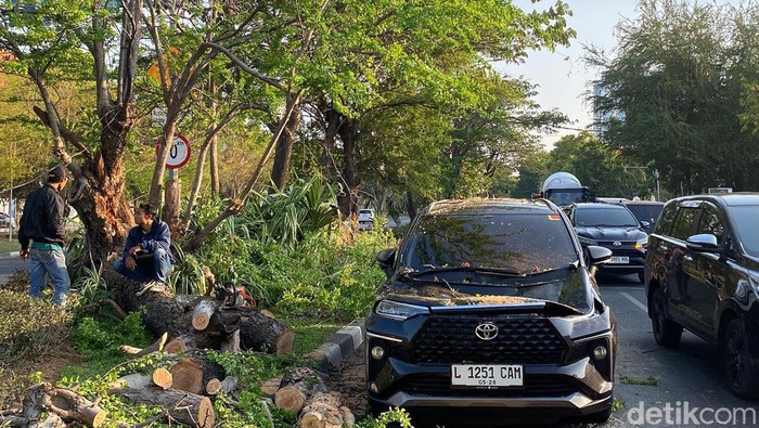 Dua Mobil Tertimpa Pohon Asem Londo Dua Mobil Tertimpa Pohon Asem Londo