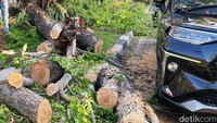 Petugas kepolisian dilokasi mengatakan  pohon asem londo berdiameter 30 cm tersebut tumbang karena diduga lapuk, atau usia pohon yang sudah tua.