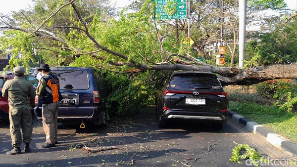 Penampakan Pohon Asem Londo Ambruk Timpa Dua Mobil di Jalan Merr