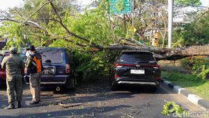 Penampakan Pohon Asem Londo Ambruk Timpa Dua Mobil di Jalan Merr