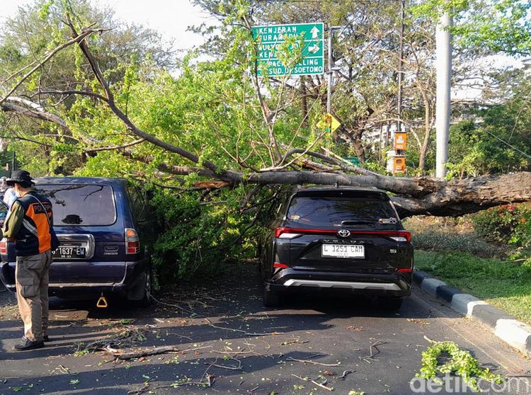 Penampakan Pohon Asem Londo Ambruk Timpa Dua Mobil di Jalan Merr