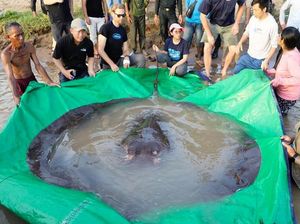 Ikan Pari Seberat 300 Kg Ditangkap, Begini Penampakannya
