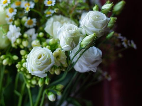 Mawar Putih Ilustrasi mawar putih.