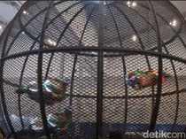 Bikin Bengong! Motor Listrik Ini Beraksi di Globe of Death alias Tong Setan