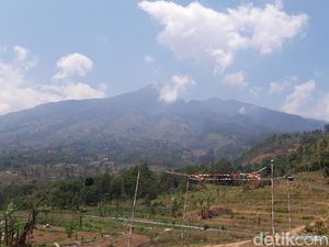 Sederet Satwa yang Jadi Korban Kebakaran Gunung Merbabu