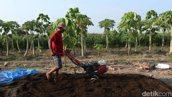 petani banyuwangi olah kotoran sapi jadi pupuk organik