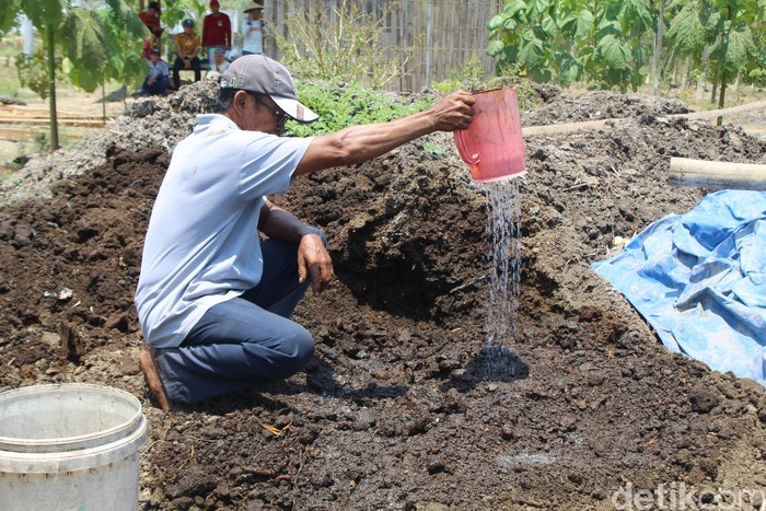 petani banyuwangi olah kotoran sapi jadi pupuk organik