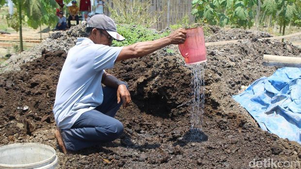 petani banyuwangi olah kotoran sapi jadi pupuk organik