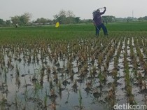 Hama Penggerek Batang Serang Padi di Klaten, Kementan Turun Tangan