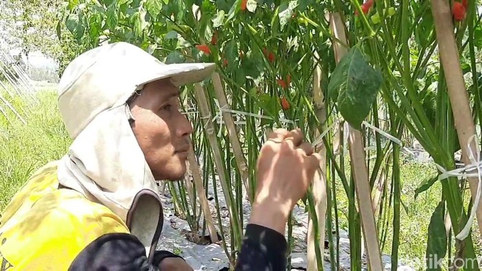 Petani mengecek tanaman cabai yang diserang hama patek