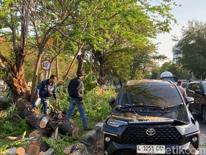 Pohon Asem Londo Tumbang Timpa Dua Mobil di Surabaya