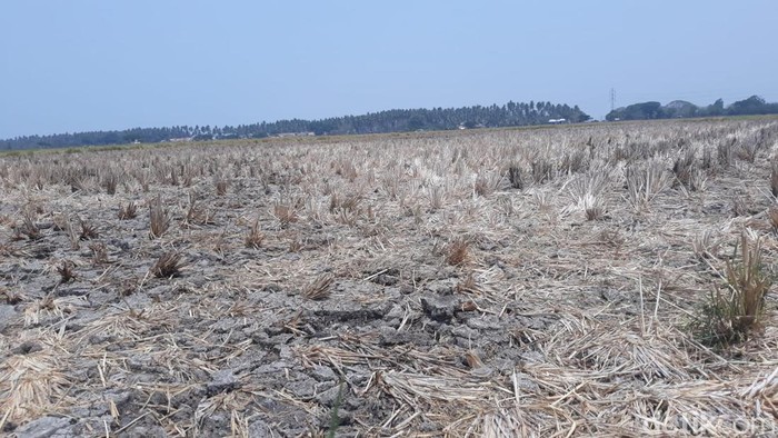 Sawah Kekeringan