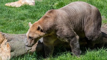 Beruang kutub (Ursus maritimus) dan beruang grizzly (Ursus arctos horribilis) kawin, mereka dapat menghasilkan hibrida yang disebut beruang pizzly atau grolar. Meskipun langka di alam, hibrida beruang pizzly ini mulai menyebar ke seluruh Kutub Utara karena perubahan iklim. (Foto: Livescience)