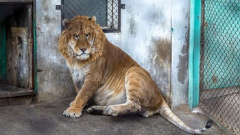 Manusia telah menciptakan berbagai macam kucing hibrida dengan mengawinkan spesies berbeda di penangkaran. Hasilnya adalah keanehan seperti liger raksasa (hibrida singa-harimau) dan pumapard kecil (hibrida puma-puma). Para ahli konservasi mengutuk persilangan disengaja ini sebagai tak etis dan bahwa hibrida tidak akan membantu upaya konservasi satwa liar. Namun, hal ini membuktikan bahwa kucing liar berbeda dapat bercampur. (Foto: Livescience)