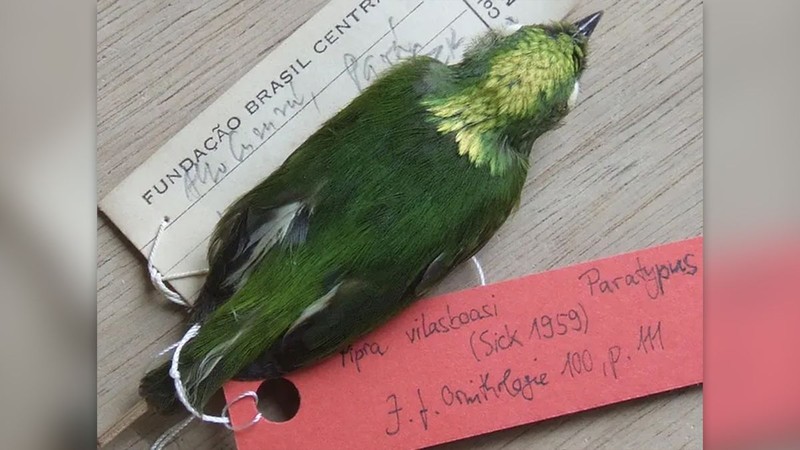 10 Hewan Hybrid Paling Aneh di Dunia