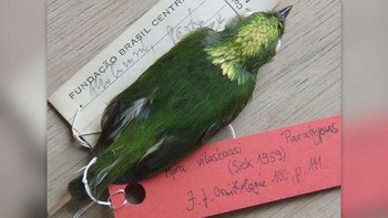 Manakin mahkota emas (Lepidothrix vilasboasi) adalah burung hibrida di hutan hujan Amazon. Mereka lahir dari perkawinan silang antara manakin bertopi salju (Lepidothrix nattereri) dan manakin bermahkota opal (Lepidothrix iris). Tak seperti hewan hibrida lainnya dalam daftar ini, manakin bermahkota emas adalah apa yang disebut oleh para ilmuwan sebagai spesies hibrida, populasi hibrida stabil yang tidak lagi bercampur dengan dua spesies yang menciptakannya. (Foto: Livescience)