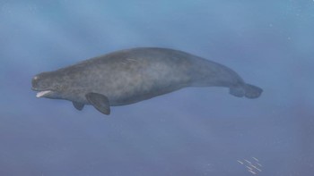 Pada tahun 1980-an, seorang pemburu Inuit menembak tiga paus aneh. Hewan-hewan itu memiliki sirip depan paus beluga (Delphinapterus leucas), ekor paus narwhal (Monodon monoceros), dan gigi yang tampak seperti campuran keduanya. Pemburu tersebut menyelamatkan tengkorak dari salah satu makhluk tersebut, dan para peneliti kemudian mengonfirmasi bahwa tengkorak tersebut merupakan hibrida beluga-narwhal pertama, atau narluga yang pernah tercatat. (Foto: Livescience)