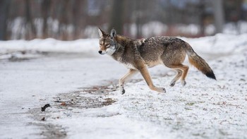 Serigala, anjing, dan anjing hutan semuanya mampu berkembang biak satu sama lain untuk menciptakan hibrida. Coyote timur biasanya disebut coywolves atau coydog karena mereka berkembang biak dengan serigala dan anjing pada generasi sebelumnya - membuat mereka lebih besar dari coyote barat tetapi lebih kecil dari serigala. Anjing hutan timur modern sekarang tetap pada jenisnya sendiri. (Foto: Livescience)
