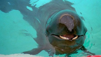 Hibrida pertama yang menyandang nama lumba-lumba adalah keturunan paus pembunuh palsu (Pseudorca crassidens) dan lumba-lumba hidung botol Atlantik (Tursiops truncatus) di Sea Life Park Hawaii. (Foto: Livescience)