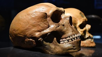 Manusia modern (Homo sapiens) menurut sains pernah hidup berdampingan dengan garis keturunan manusia lainnya, seperti Neanderthal dan Denisova yang misterius. Dengan adanya DNA Neanderthal dan Denisovan di dalam genom kita, kita tahu bahwa manusia modern pernah kawin silang dengan manusia purba ini sebelum mereka punah. (Foto: Livescience)