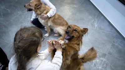 Anak-anak Ukraina Bermain Bersama Anjing untuk Atasi Trauma Perang
