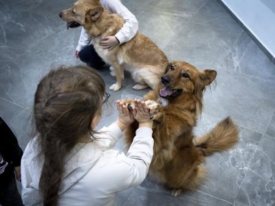 Anak-anak Ukraina Bermain Bersama Anjing untuk Atasi Trauma Perang