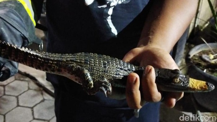 Buaya muara yang ditangkap di saluran irigasi Kecamatan Trucuk, Klaten, Selasa (31/10/2023).