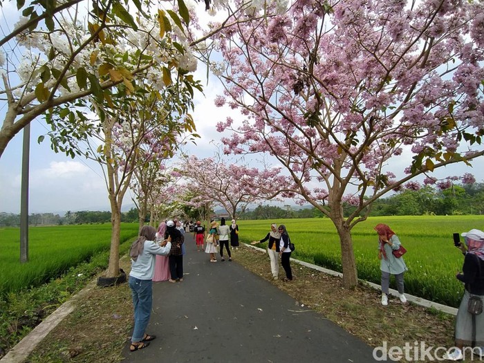 Bunga tabebuya di jalan menuju Dusun Ngletoh, Desa Payaman, Kecamatan Secang, Kabupaten Magelang, Selasa (31/10/2023).