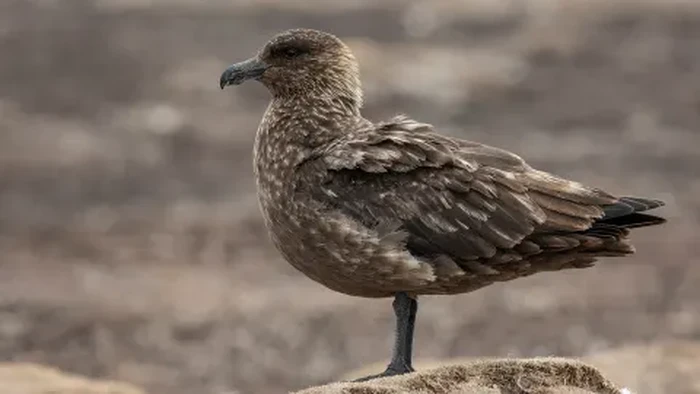 Burung skua cokelat