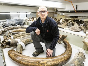 Ilmuwan Telusuri Perjalanan Mamut Lintasi Alaska lewat Gading Ribuan Tahun