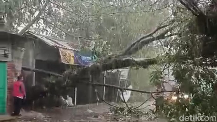 Hujan deras disertai angin kencang melanda sejumlah kawasan di Kabupaten Bogor, Jabar. Sejumlah pohon dilaporkan tumbang, salah satunya di Jalan Raya Cilebut. (dok Ist)