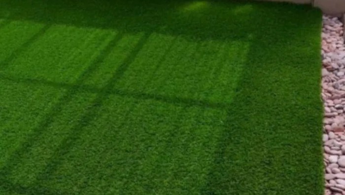 Jenis-jenis rumput taman/Pashouse.id