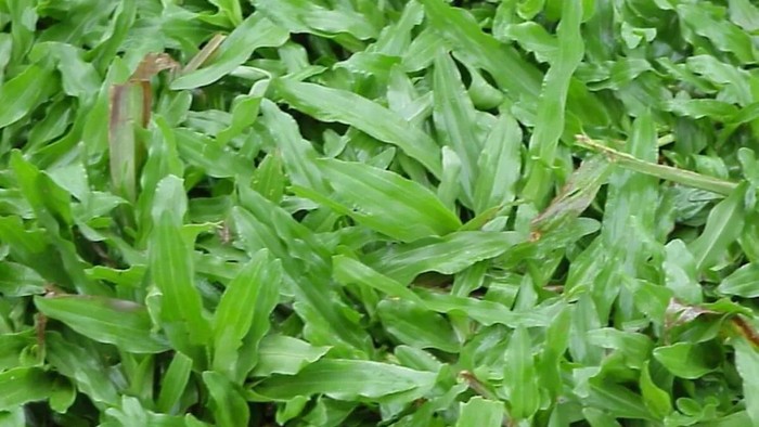 Jenis-jenis rumput taman/Pashouse.id