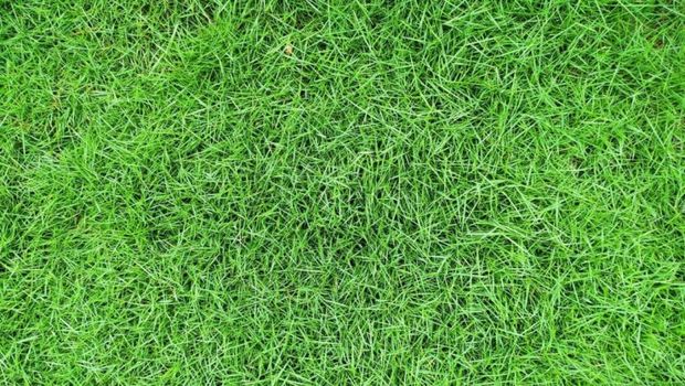 Jenis-jenis rumput taman/Pashouse.id