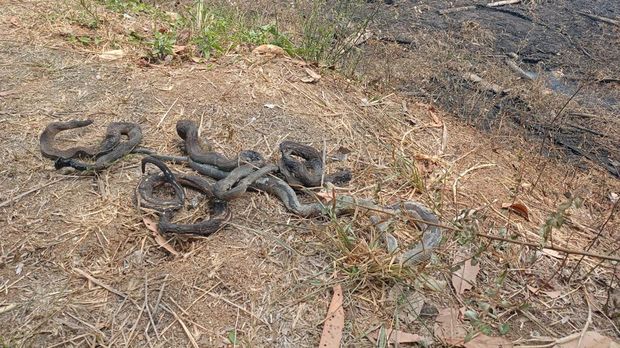 Kondisi terkini ular-ular hangus di lokasi kebakaran lahan di Gunung Sindur, Kabupaten Bogor.