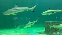 Melihat mamalia laut dari dekat di Sea World.