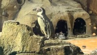 Penguin yang terdapat di Istana Penguin.