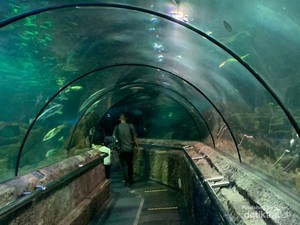 Punya Belasan Ribu Hewan, Melihat Dunia Ikan Lebih Dekat di Sini