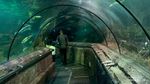 Punya Belasan Ribu Hewan, Melihat Dunia Ikan Lebih Dekat di Sini