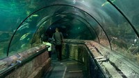Terowongan bawah laut di Sea World.