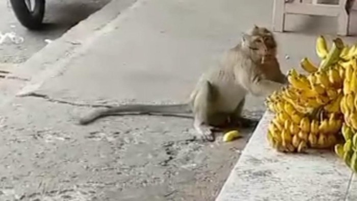 Monnyet liar terekam mencuri pisang di pasar Ciamis.