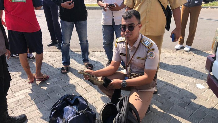 Petugas mengamankan seekor komodo di Pelabuhan ASDP Labuan Bajo yang hendak diselundupkan ke Surabaya melewati rute Bima-Bali. (Dok. Stasiun Karantina Pertanian (SKP) Kelas II Ende Wilayah Kerja Labuan Bajo)