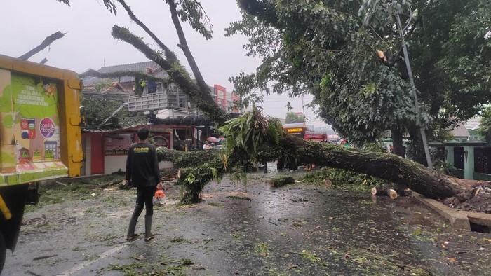 Pohon tumbang di Bogor imbas hujan lebat. (M Sholihin/detikcom)