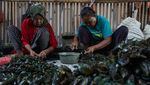 Begini Produksi Kerang Hijau, Dijual Rp 35.000/Kg