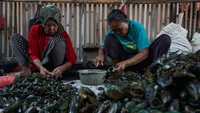 Pengusaha kerang hijau di kawasan tersebut mengaku produksi kerang hijau meningkat mencapai satu kuintal dari sebelumnya sebanyak 70 kg per hari dengan harga jual Rp 30 ribu - Rp 35 ribu per kilogram. 
