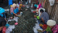 Pekerja melepaskan daging kerang hijau dari cangkangnya di kawasan Cilincing, Jakarta, Senin (30/10/2023). 